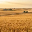 Grains Farming